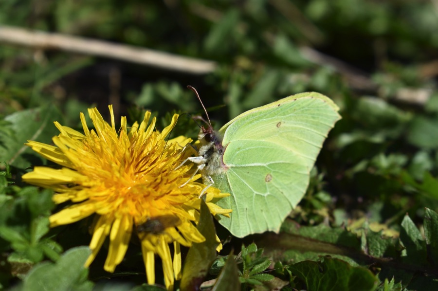 Brimstone butterfly on a dandelion